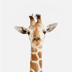 Giraffe-CloseUpTN