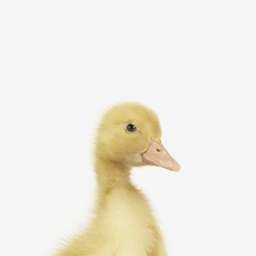 TN_Baby Animal Photography Pictures_Duckling CU