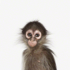 TN_Baby Animal Pictures_Baby Monkey CU